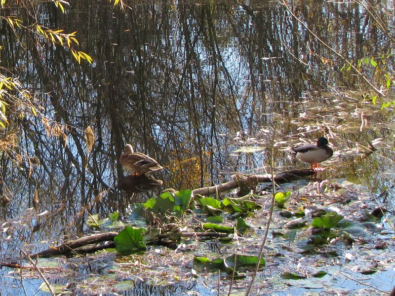 Datei:ST Herbst Seerosen Enten.jpg