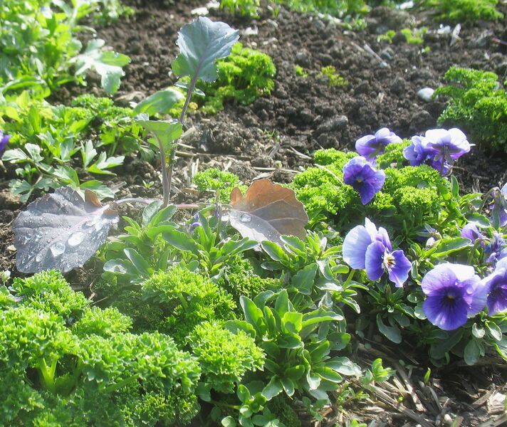 Datei:SG-Naturgarten Vielfalt.jpg