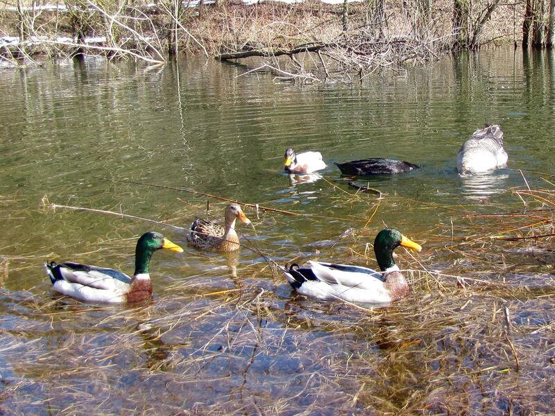 Datei:SG Frühjahrsbad Enten.jpg