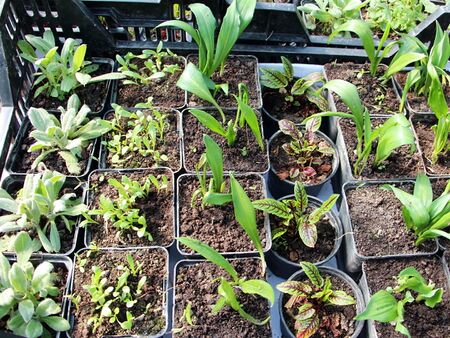 Bärlauchvermehrung in den Steinschaler Gärten