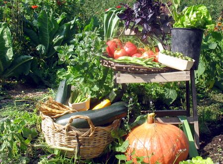 Ernte-Idyll im Produktionsgarten