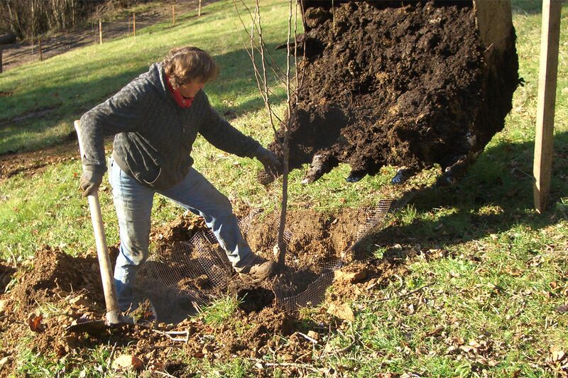 Datei:Baumpflanzung Baum setzen.jpg