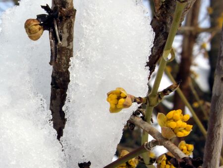 widerstandfähige Dirndlblüte im Schnee