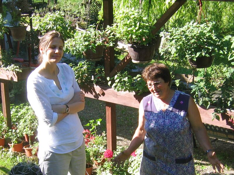 Datei:Fuchsien Vroni und .jpg