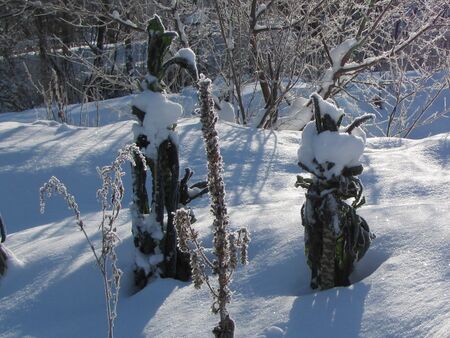 ewiger Kohl im Winter