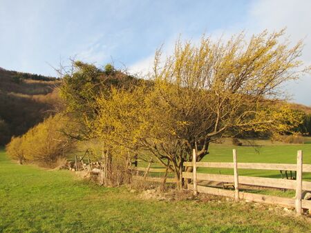 Dirndlzeiler Tradigist-Gansch
