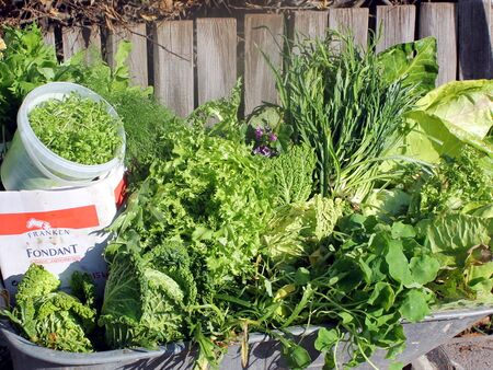 Erntescheibtruhe: Ernte Mitte November 2013