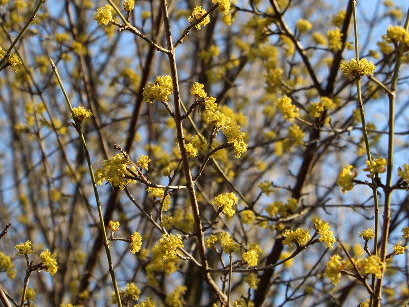 Datei:SG beginnende Dirndlblüte.jpg