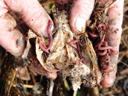 Regenwürmer im Küchenkopost