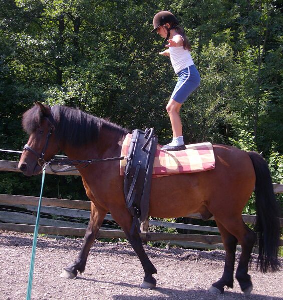 Datei:Voltigieren Plank.jpg