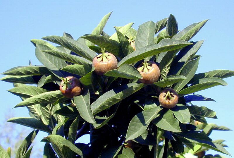 Datei:SG-Asperl 4.jpg