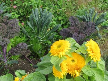 Kraut uns Sonnenblumen