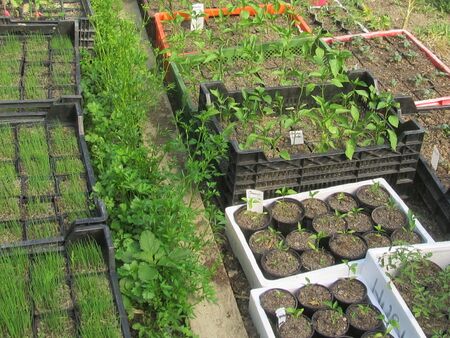 Jungpflanzen im F-Tunnel