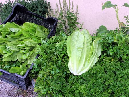 Ernte von Salat und Petersilie - Scheibtruhe