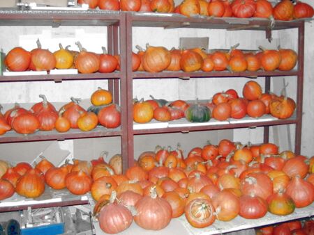 Kürbislager - Herbst