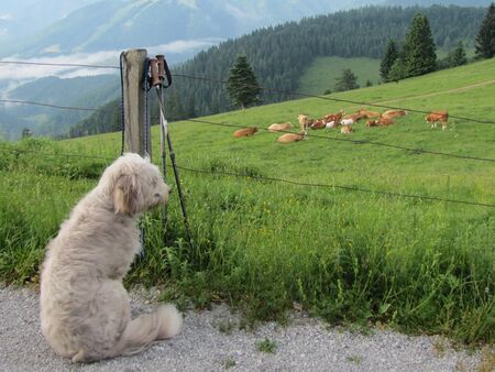 Paula und Kühe auf dem Eisenstein