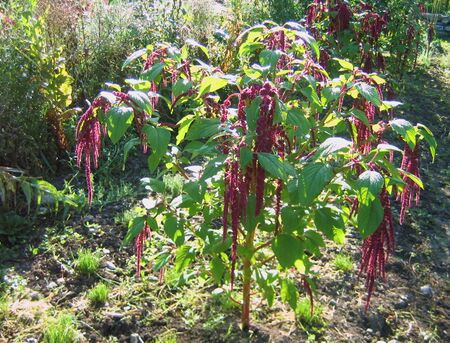 Amaranth mit Blütenstand