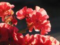 Balkonblumen Gegenlicht1.jpg