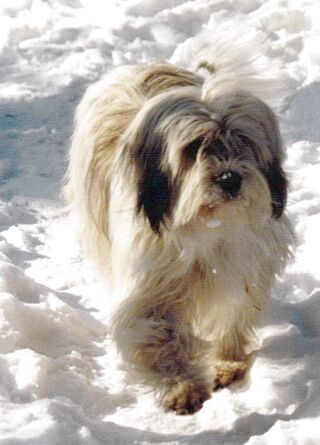 Lilo im Schnee