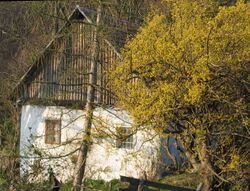 Blühende Dirndl beim Panzhäusel am 1000 Dirndlberg