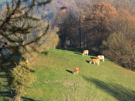 Blick auf die "König"-Weide Leindlgrabehöhe - Herbst