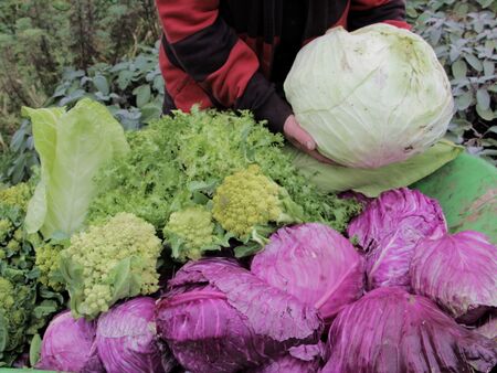 Kraut-, Broccolie- und Endivienernte