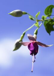 Fuchsie der Veronika Riegler