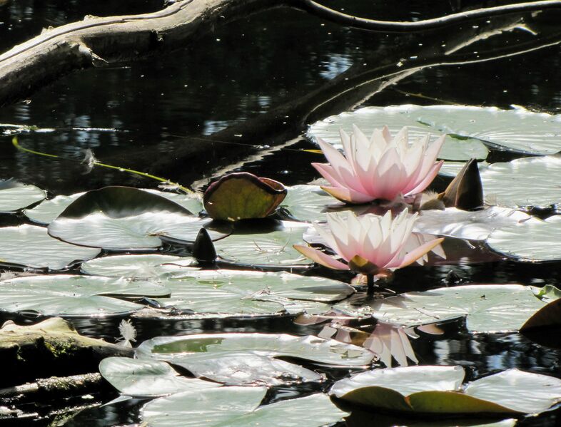 Datei:SG Seerosen S-Teich.jpg