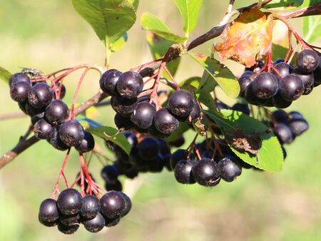 Aronia-Beeren am Strauch