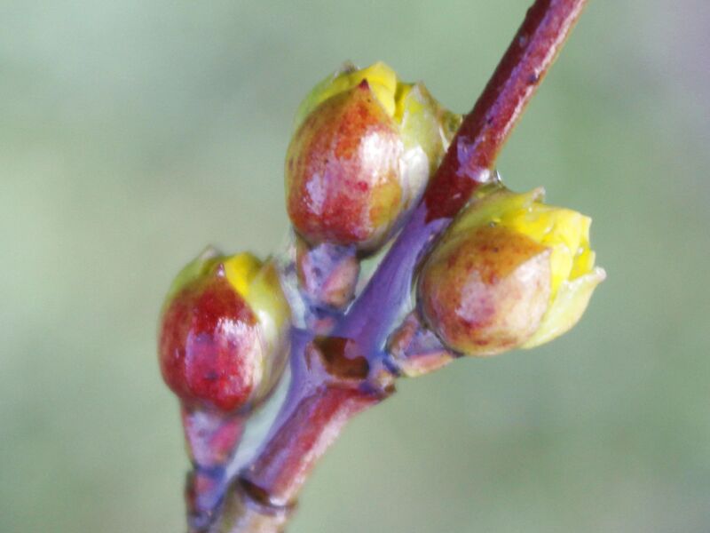 Datei:SG Dirndlknospen Eis1.jpg