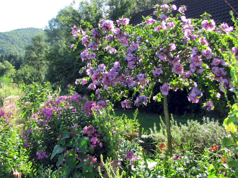 Datei:SG Hibiskus.jpg