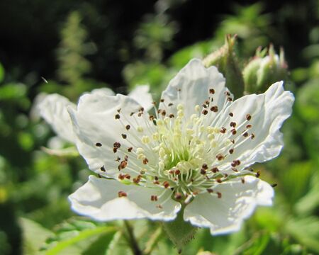 SG Rosenblüte weiß