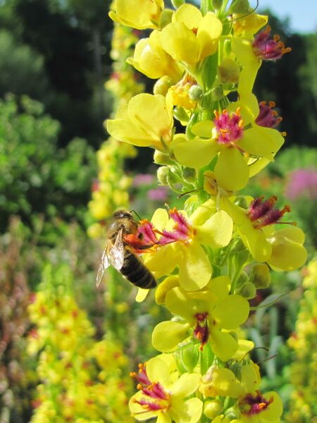 Datei:SG Biene Königskerze hf.jpg