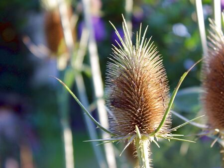 Bienenweide und optischer Genuss: Karden