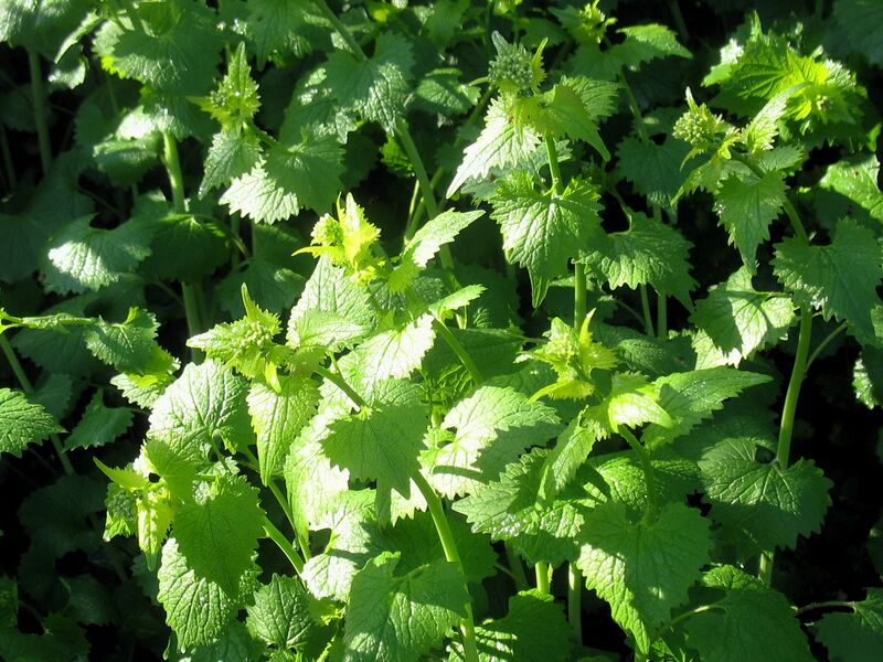 Datei:SG Knoblauchsrauke1.jpg