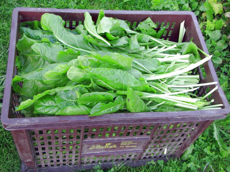 Datei:SG Mangoldernte gr.jpg