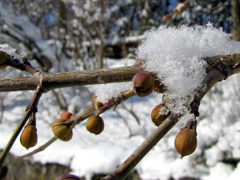 Datei:Sg Dirndlknospen Winter.jpg