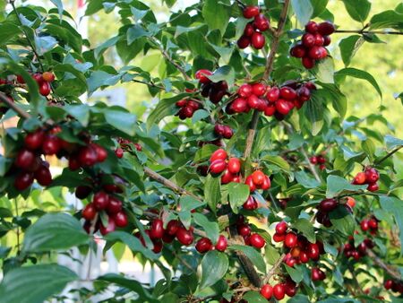 So sieht es bei der Ernte aus: rote Dirndln