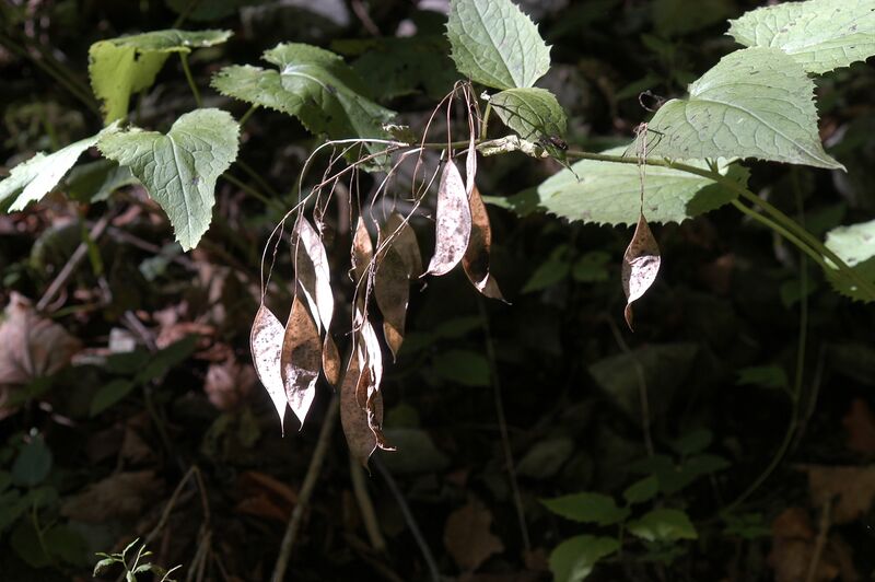 Datei:Lunaria rediviva 030918 03.JPG