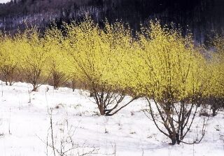 Dirndlblüte Schnee aus HRjpg.jpg
