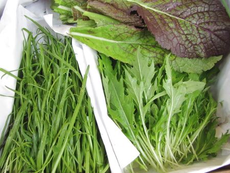 Mizuna und Hirschhornwegerich-Ernte im November