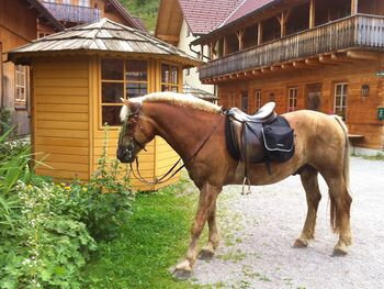 Haflinger Arri im Steinschaler Dörfl - beim Wandderreiten