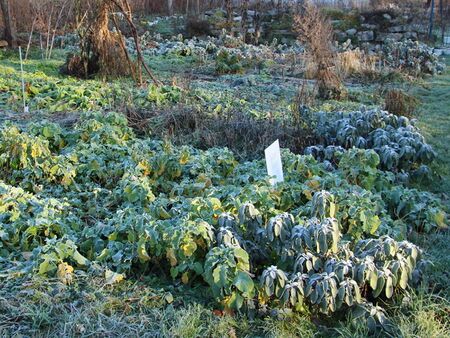 WK-Schaukochen ist auch im Winter möglich - Protuktionsgarten