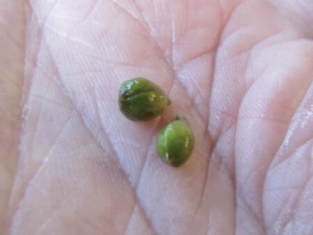 Dirndlknopsen Anfang Jänner