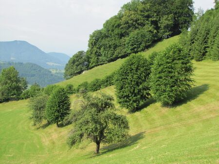 drei Schnoartbäume oberhalb Unterzögernitz