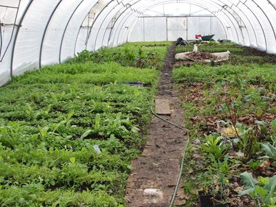 Folientunnel 2 Übersicht im Dezember 2013