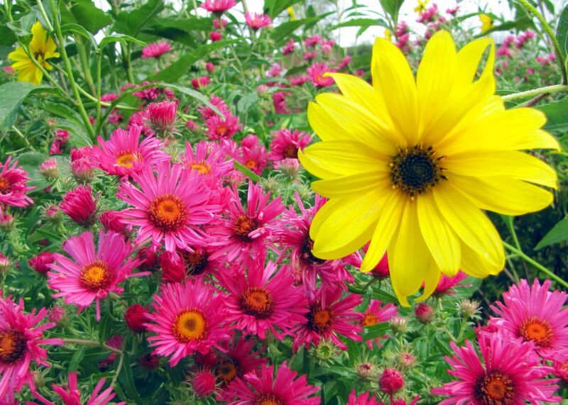 Datei:SG Herbstblüten02.jpg