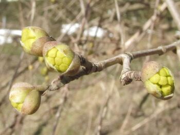 Aktuell: Beginn der Dirndlblüte