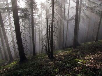 Waldweg vom Loicheck an idyllischen Nebeltag