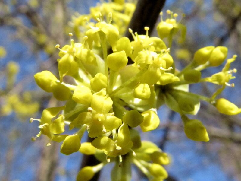 Datei:Dirndlblüte Büschel.jpg